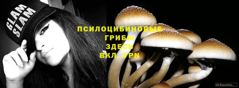 Псилоцибиновые грибы MAGIC MUSHROOMS  Апшеронск 